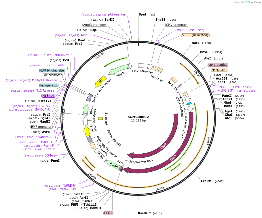 166719-plasmid-map-sequence-id-334555
