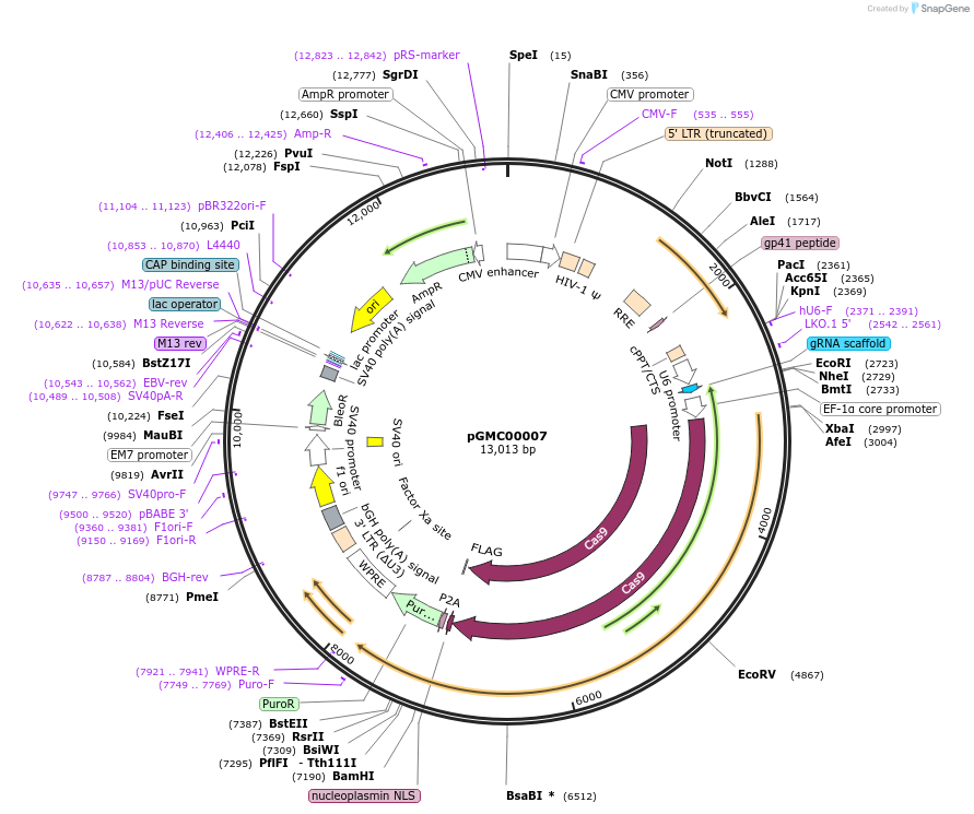 166725-plasmid-map-sequence-id-334562