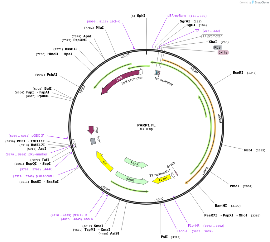 169815-plasmid-map-sequence-id-334563