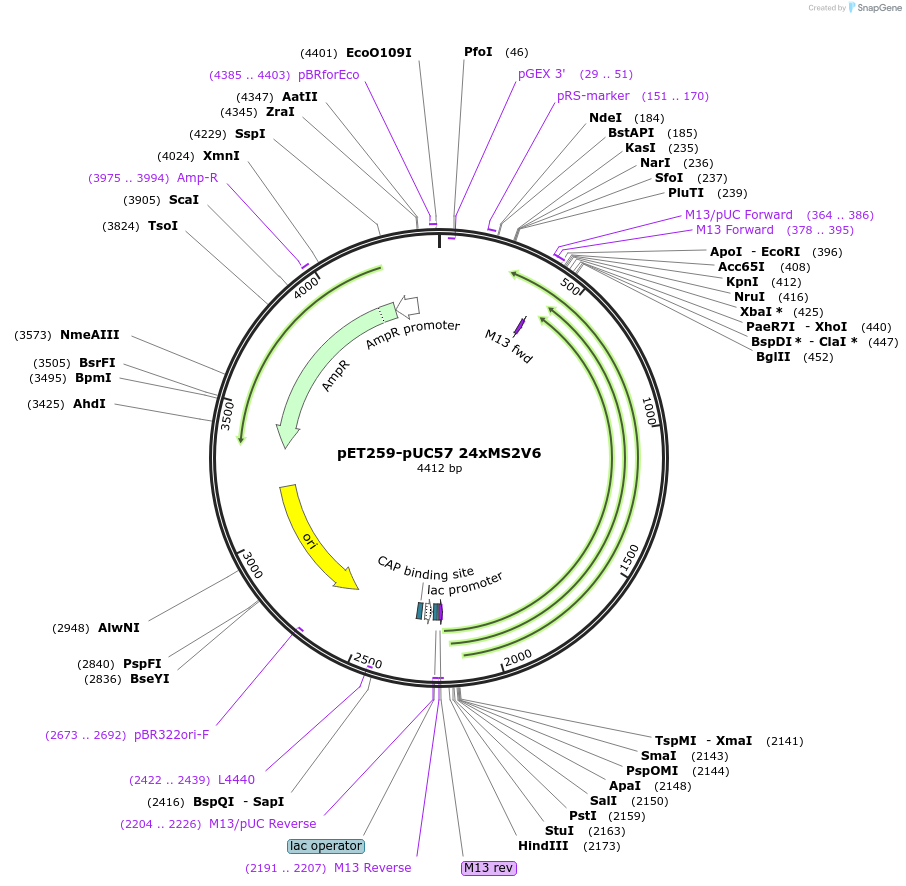 104391-plasmid-map-sequence-id-334582