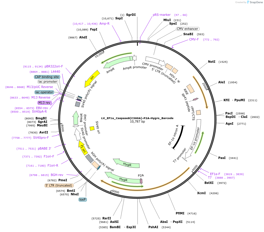 170217-plasmid-map-sequence-id-334585