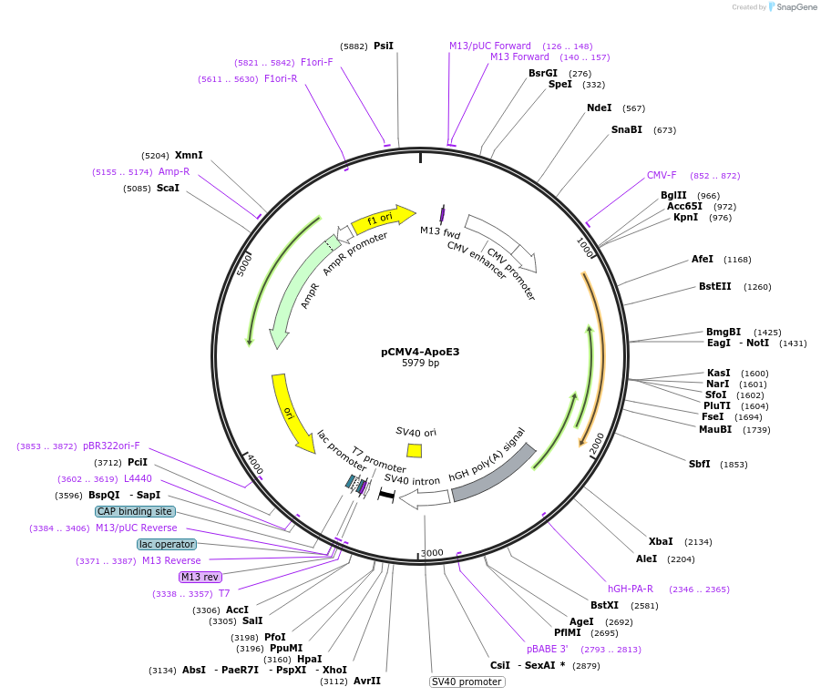 87086-plasmid-map-sequence-id-334592