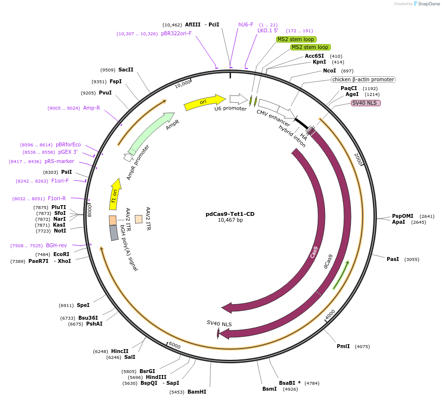 83340-plasmid-map-sequence-id-334608