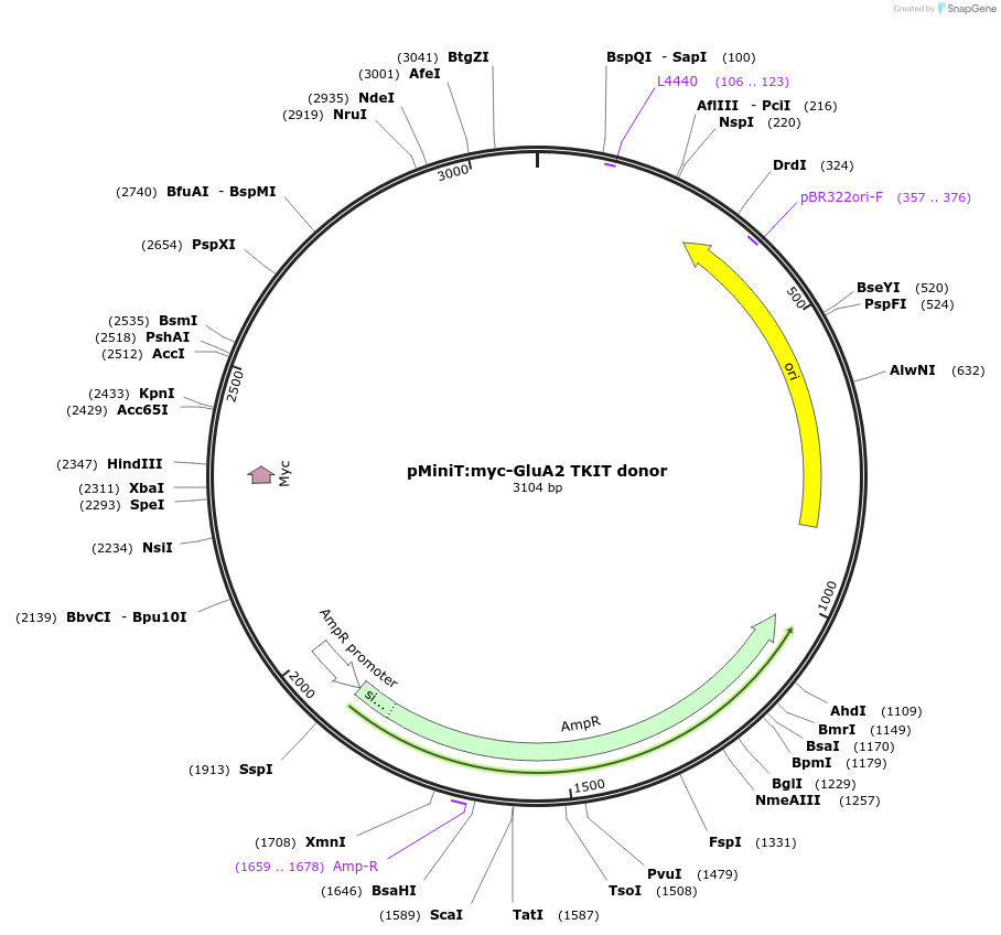 169423-plasmid-map-sequence-id-334620