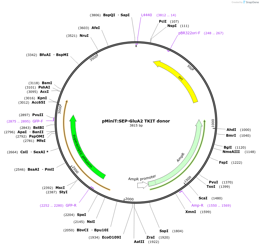 169421-plasmid-map-sequence-id-334638