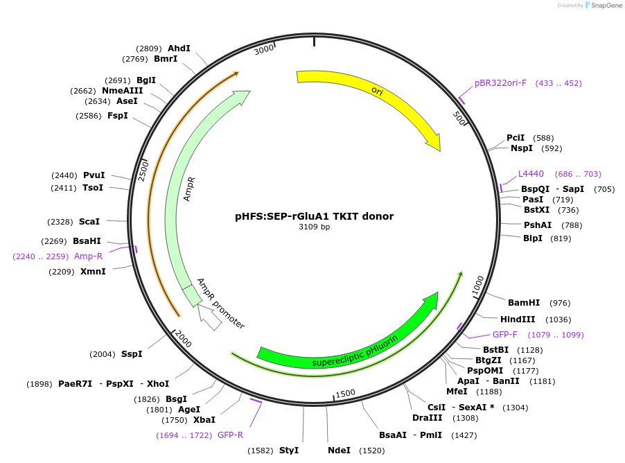 169438-plasmid-map-sequence-id-334640