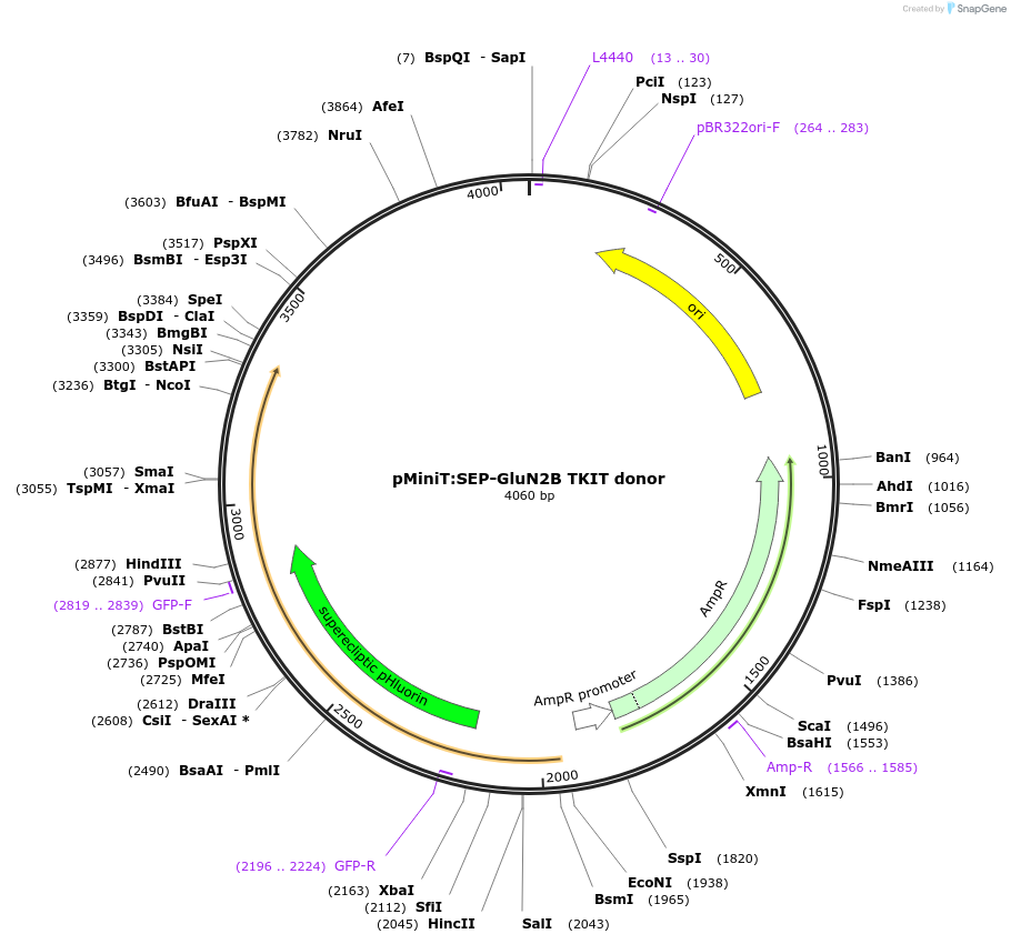 169431-plasmid-map-sequence-id-334641
