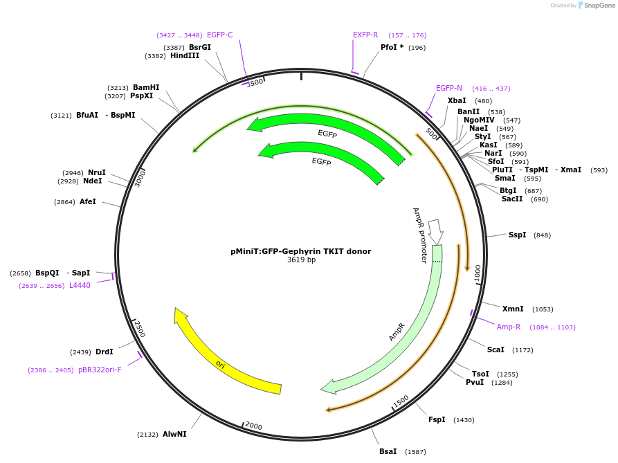169433-plasmid-map-sequence-id-334642