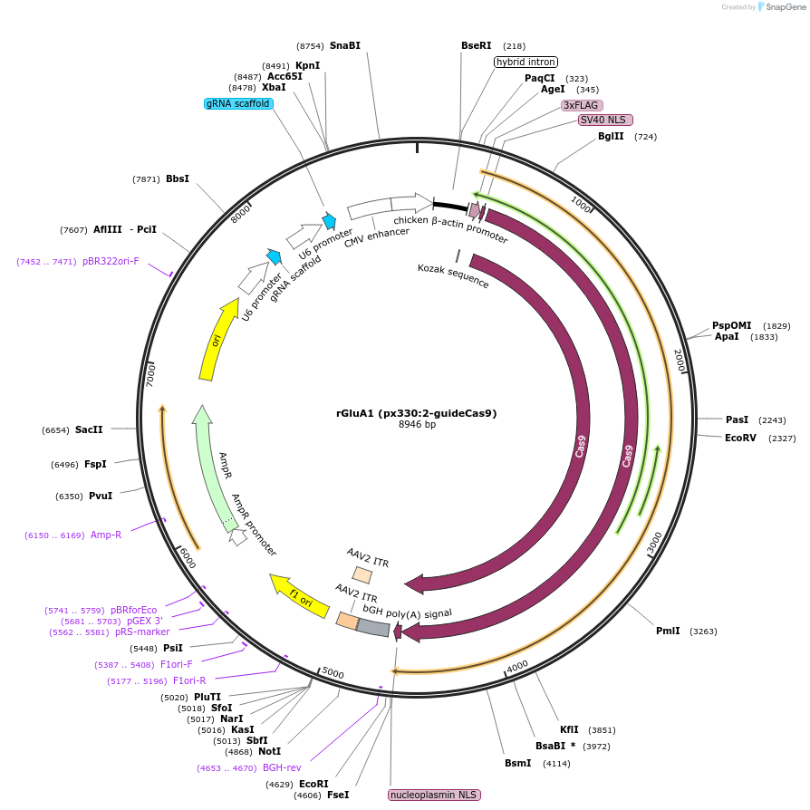 169437-plasmid-map-sequence-id-334644