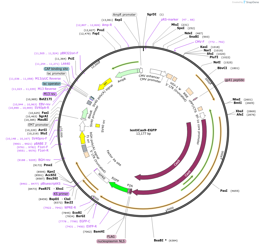 63592-plasmid-map-sequence-id-334654