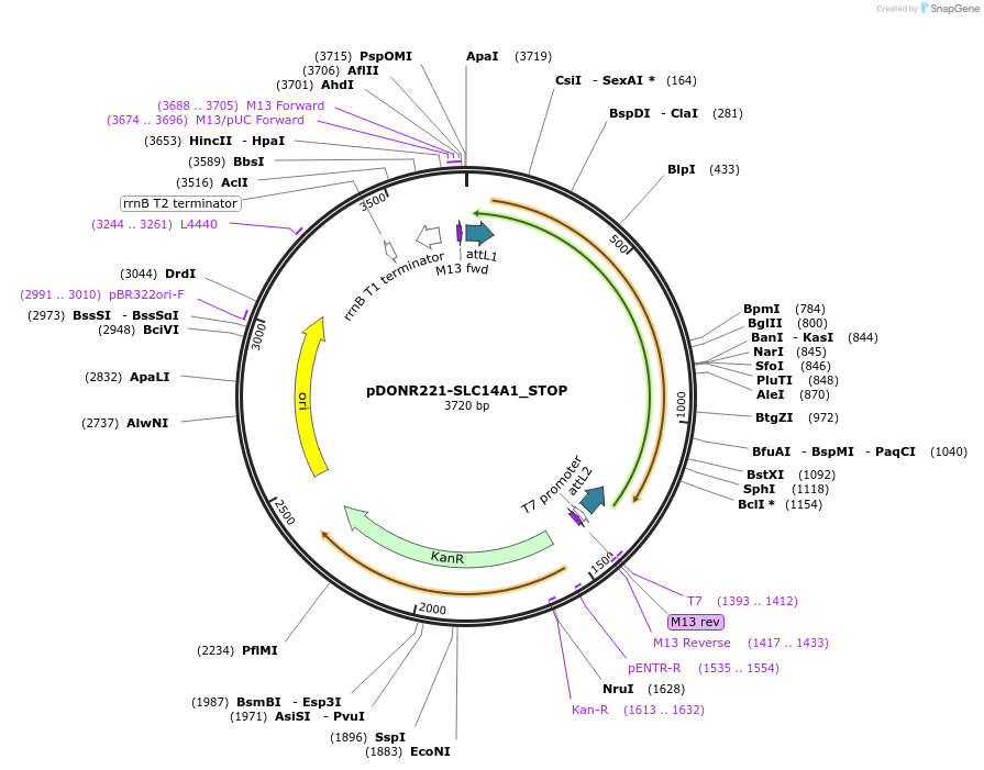 161123-plasmid-map-sequence-id-334661
