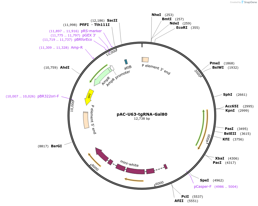 169030-plasmid-map-sequence-id-334664