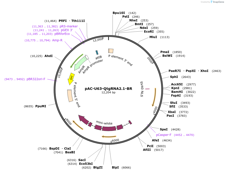 170513-plasmid-map-sequence-id-334666
