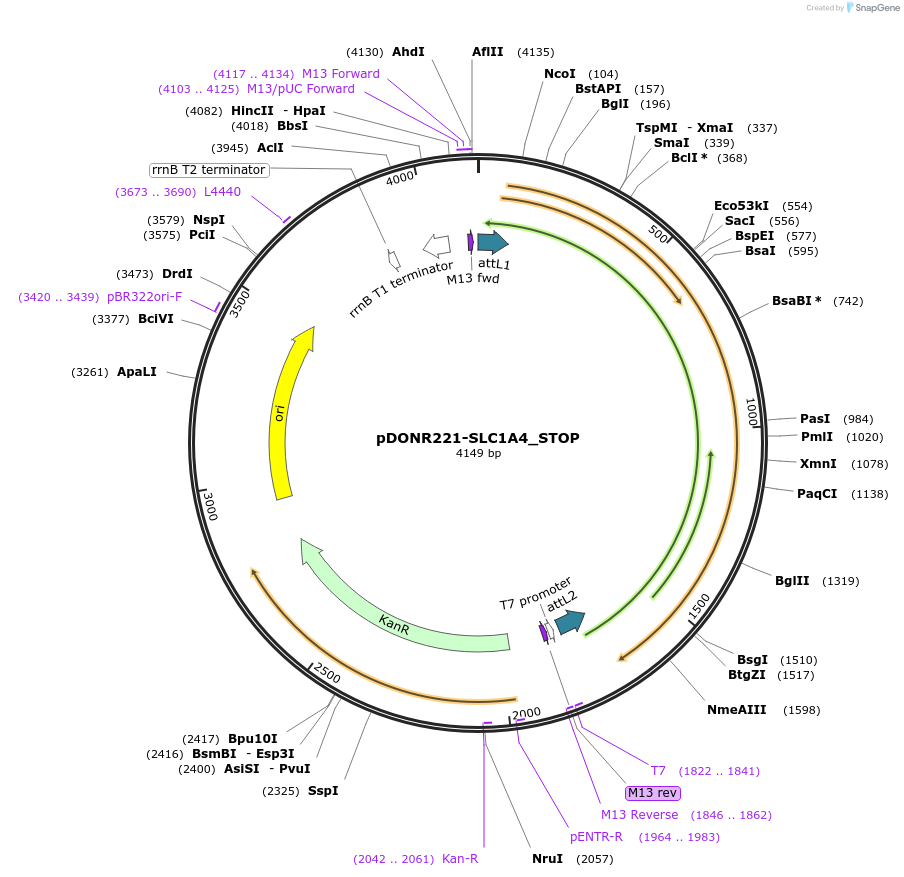 161128-plasmid-map-sequence-id-334669