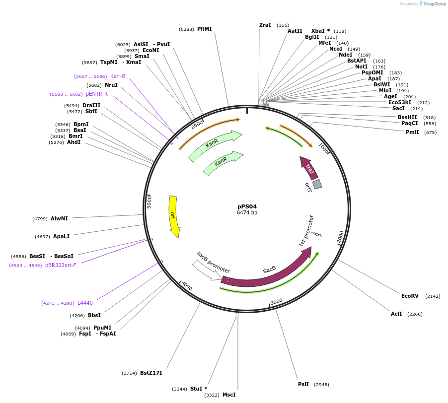 169472-plasmid-map-sequence-id-334678
