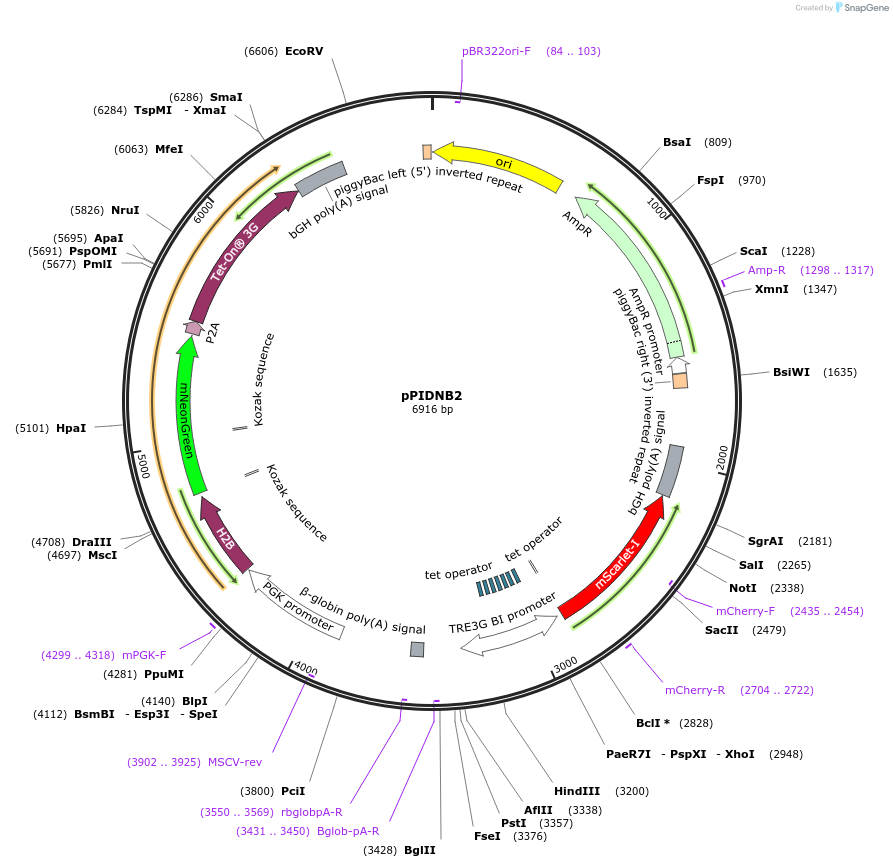 169902-plasmid-map-sequence-id-334686