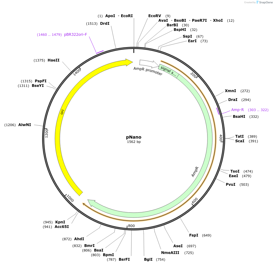 169895-plasmid-map-sequence-id-334688