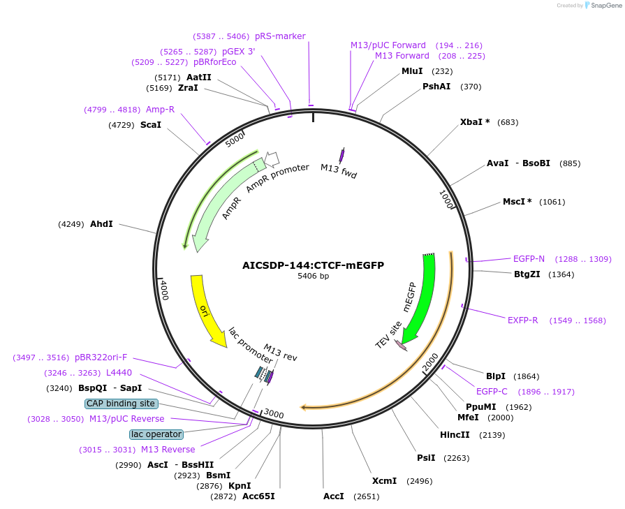 168799-plasmid-map-sequence-id-334694