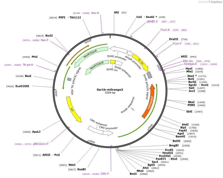 166899-plasmid-map-sequence-id-334695