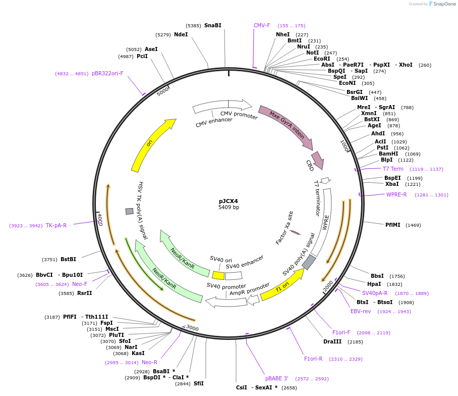 170756-plasmid-map-sequence-id-334719