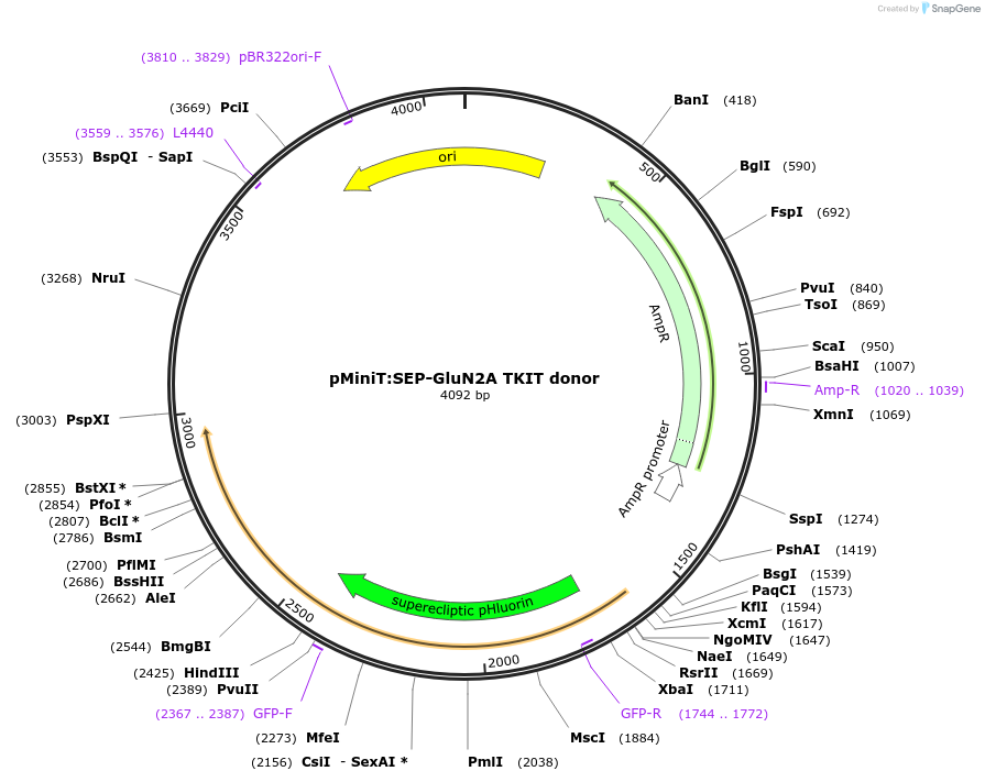 169429-plasmid-map-sequence-id-334724