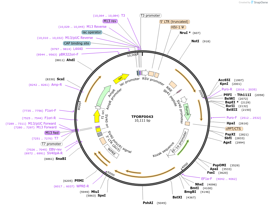 143006-plasmid-map-sequence-id-334733