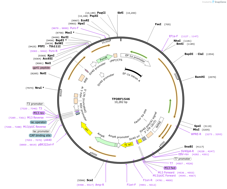 143291-plasmid-map-sequence-id-334736