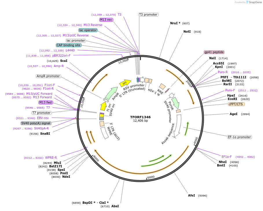143099-plasmid-map-sequence-id-334740