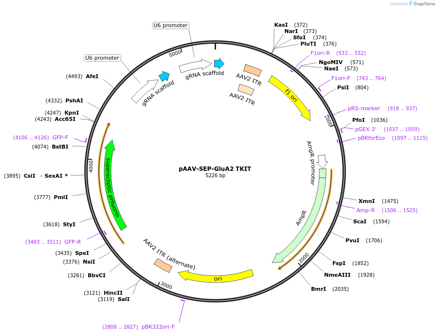 169442-plasmid-map-sequence-id-334741