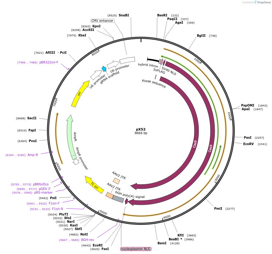 169444-plasmid-map-sequence-id-334742