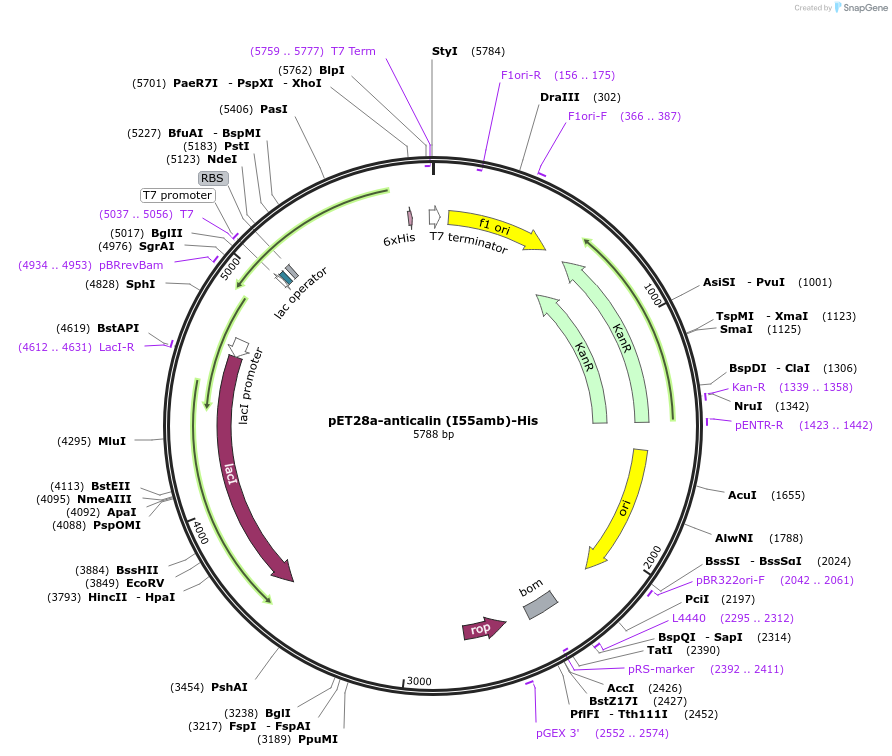168042-plasmid-map-sequence-id-334764