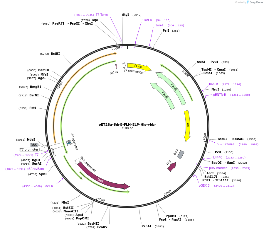 168047-plasmid-map-sequence-id-334769