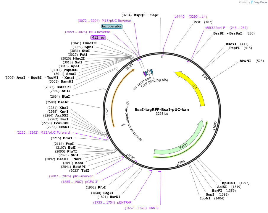 170771-plasmid-map-sequence-id-334770