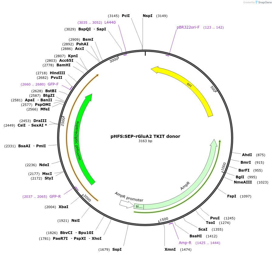 169440-plasmid-map-sequence-id-334771