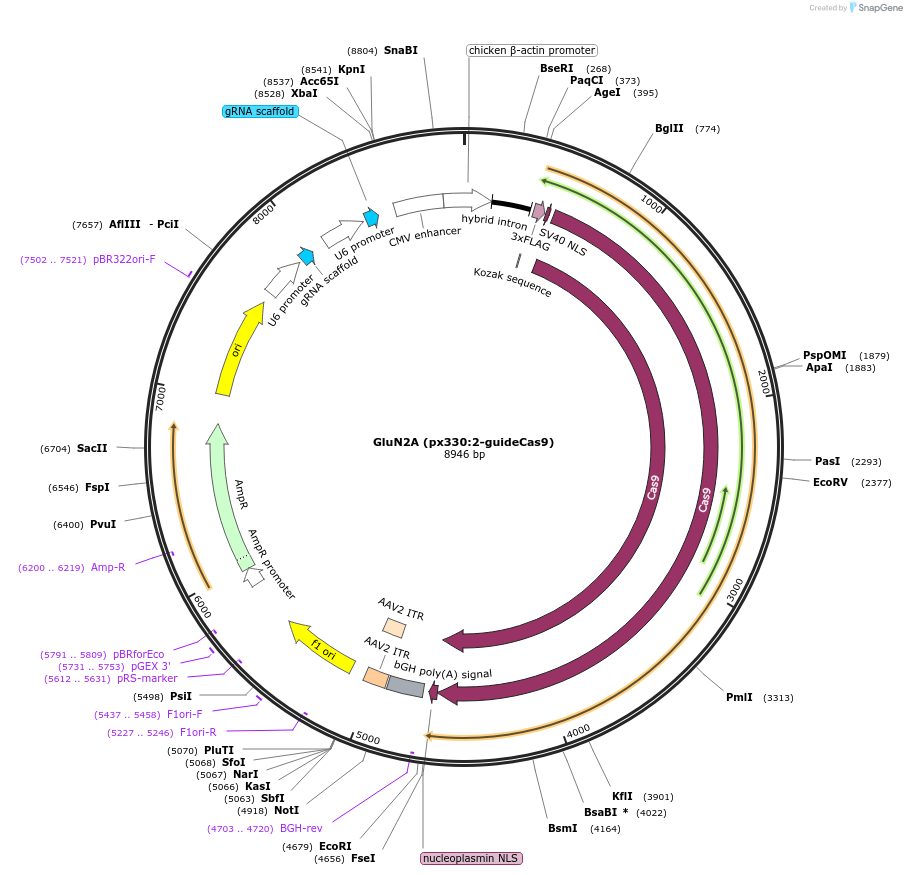 169428-plasmid-map-sequence-id-334775