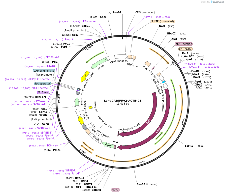 169796-plasmid-map-sequence-id-334780