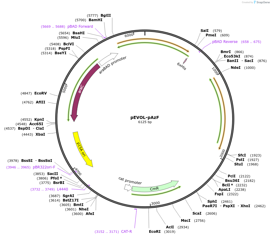 31186-plasmid-map-sequence-id-334781