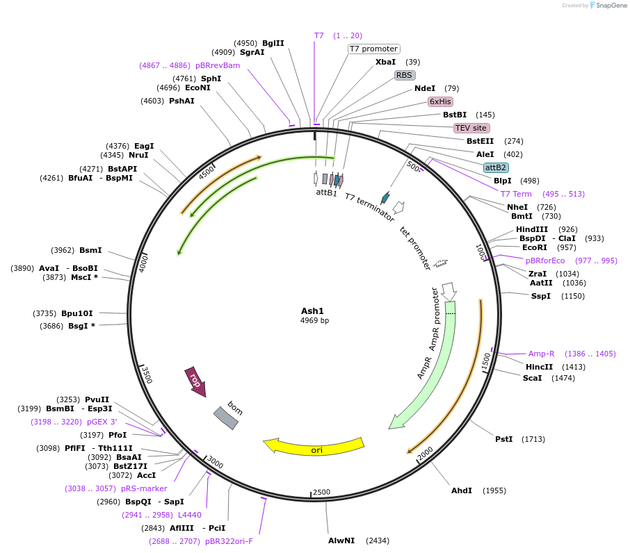 169711-plasmid-map-sequence-id-334782