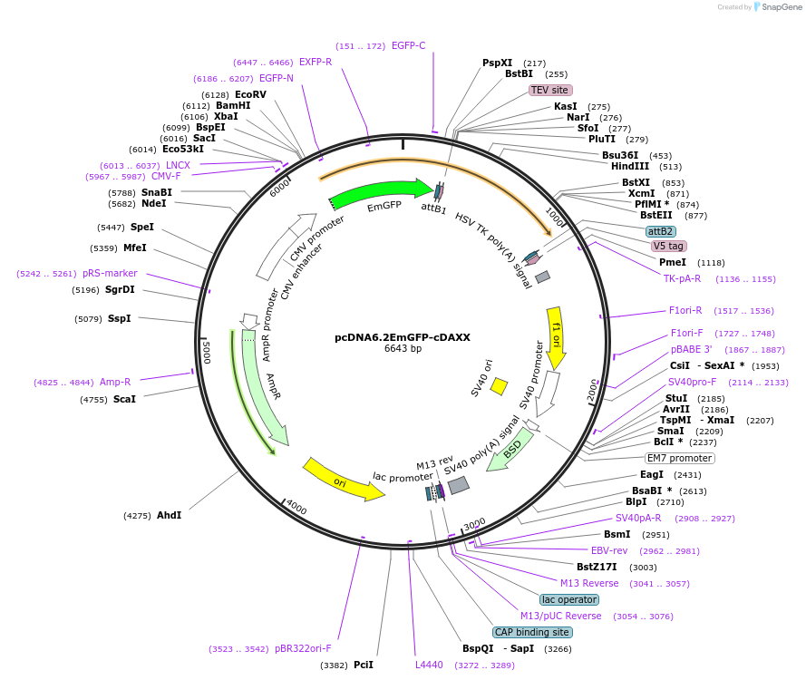 169727-plasmid-map-sequence-id-334788
