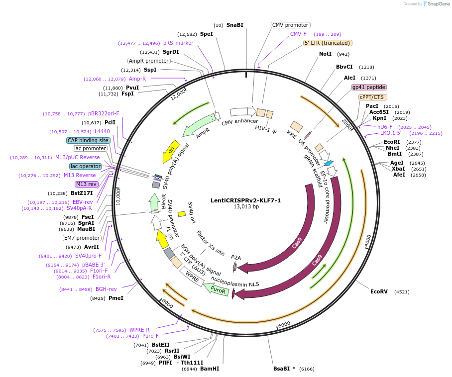 169797-plasmid-map-sequence-id-334794