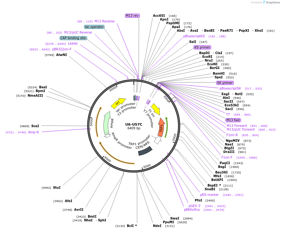 169928-plasmid-map-sequence-id-334799