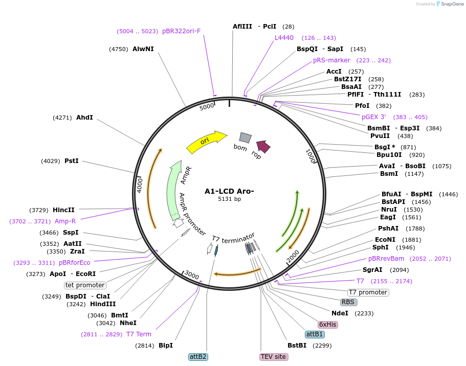 169715-plasmid-map-sequence-id-334843