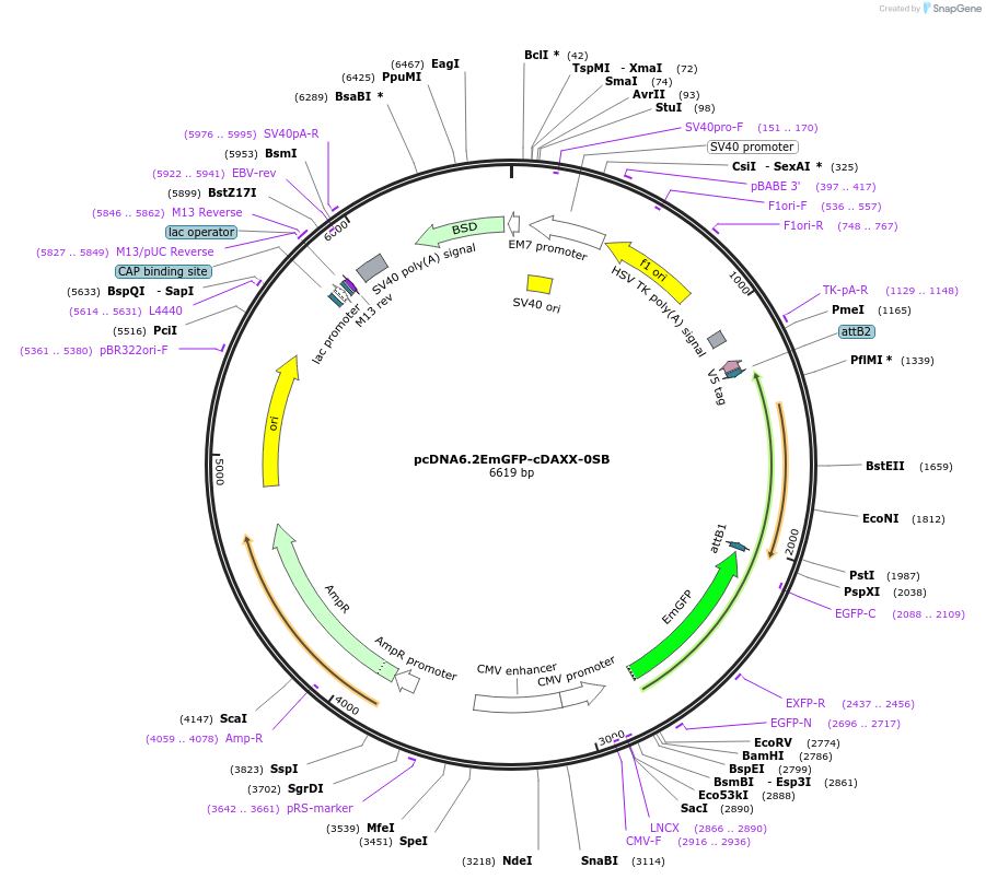 169728-plasmid-map-sequence-id-334845
