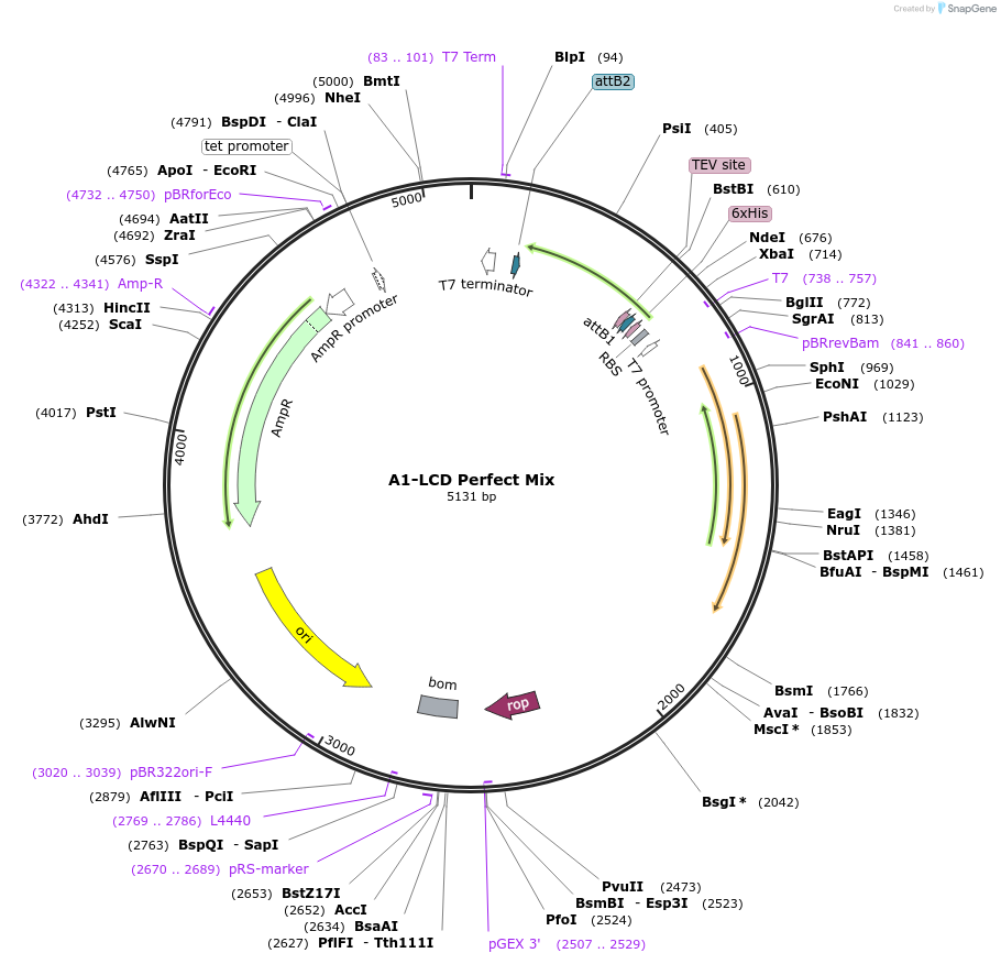 169718-plasmid-map-sequence-id-334846