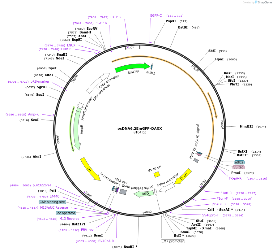 169726-plasmid-map-sequence-id-334850