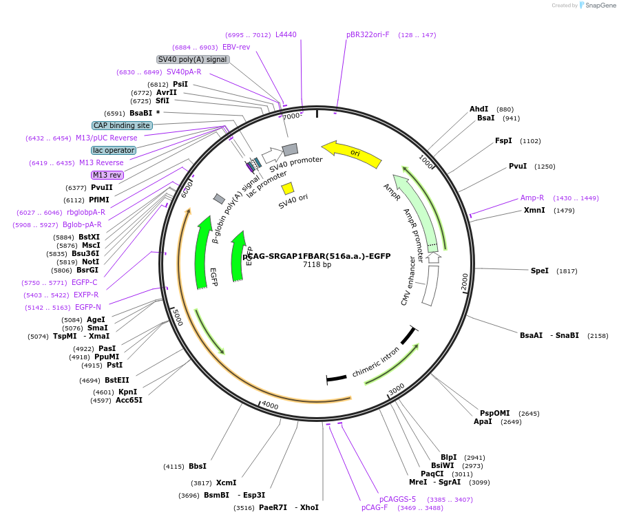 168505-plasmid-map-sequence-id-334866