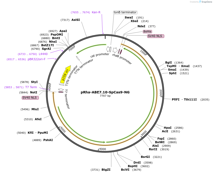 170663-plasmid-map-sequence-id-334867