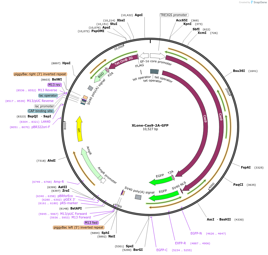 170159-plasmid-map-sequence-id-334930