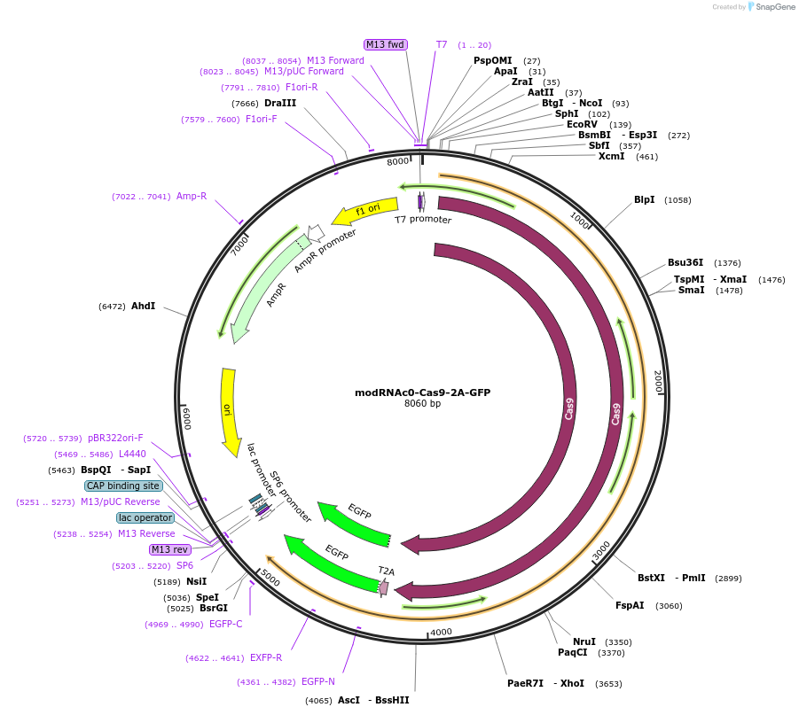 170181-plasmid-map-sequence-id-334933