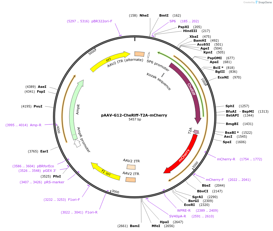 170275-plasmid-map-sequence-id-334942